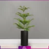 خرید + قیمیت + عکس گلدان استوانه ای فایبرگلاس 60 - 65 سانتی رنگ مشکی با گل آپارتمانی کاج مطبق سایز 170 - 190 سانتی