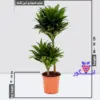 دراسنا کامپکت سایز بزرگ دو شاخه ای - Image 2