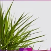 گیاه دراسنا پرچمی- نخل بزرگ- گلفروشی آنلاین