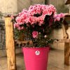 خرید اینترنتی گلدان آزالیا بزرگ