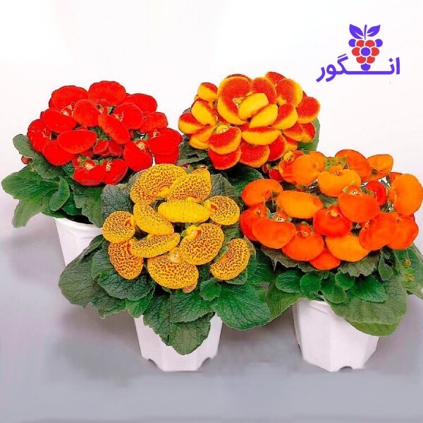 خرید پک گوشواره ای در چهار طرح - سفارش گیاهان گلدار برای بهار و عید نوروز - گلفروشی آنلاین