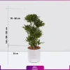 گیاه دراسنا کامپکت- گلدان سفید- گلفروشی آنلاین