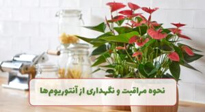 نگهداری از آنتوریوم ها
