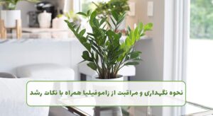 نگهداری از زاموفیلیا