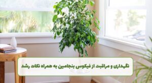 نگهداری بنجامین