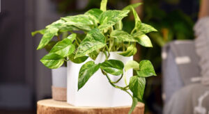 نگهداری از پتوس