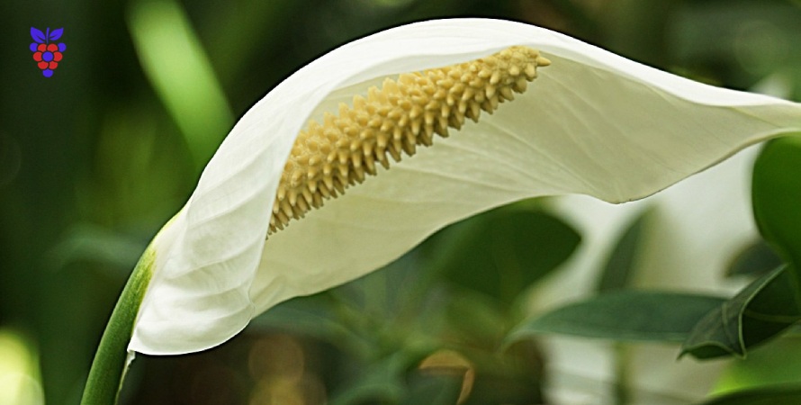 گل زیبای اسپاتی فیلوم