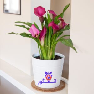 گل شیپوری در رنگ صورتی - خرید گل کاله برای هدیه - گلفروشی آنلاین