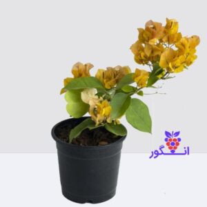 گل کاغذی با گل های زرد - خرید گل آپارتمانی - گل فروشی آنلاین