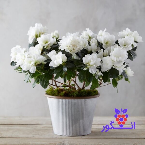 گلدان آزالیای سفید گل بهاری - خرید گل برای بهار و هفت سین - گلفروشی آنلاین