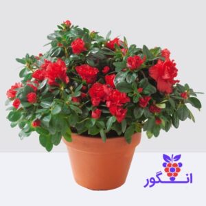 گلدان آزالیای قرمز گل بهاری - خرید گل برای بهار و هفت سین - گلفروشی آنلاین