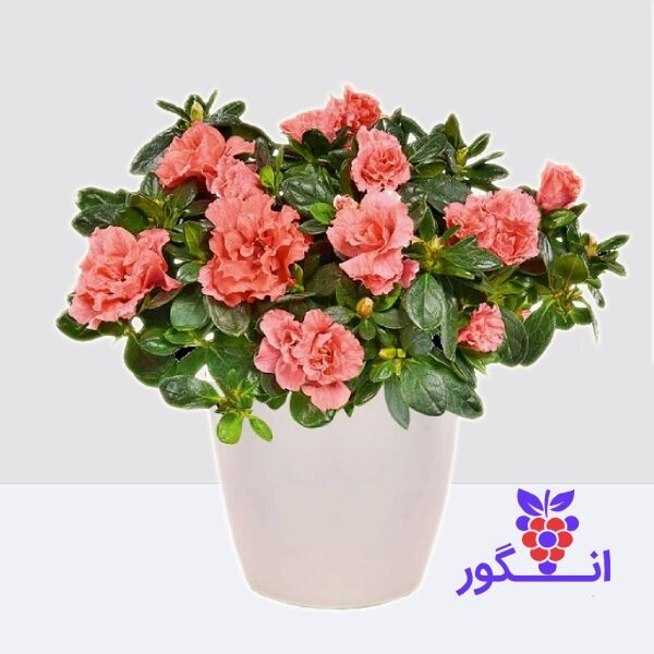 گلدان آزالیای گلبهی گل بهاری - خرید گل برای بهار و هفت سین - گلفروشی آنلاین