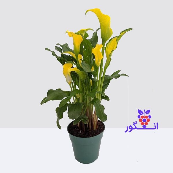 گلدان هدیه شیپوری زرد