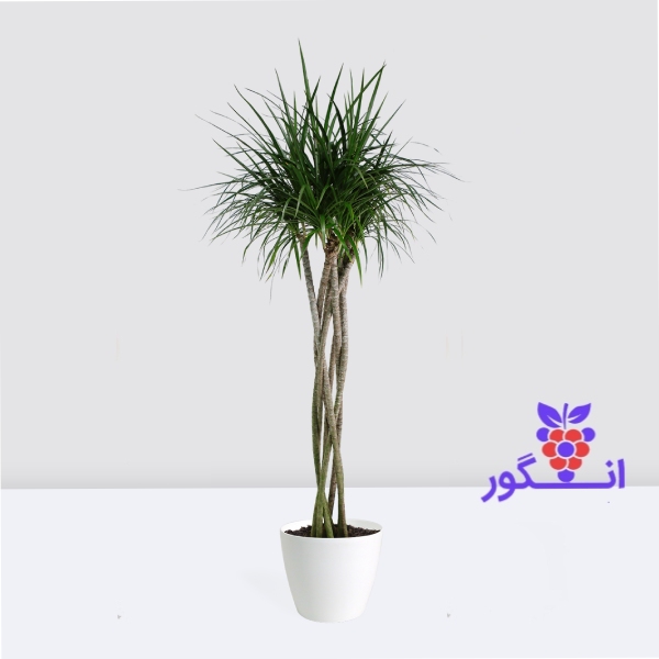 گیاه دراسنا پرچمی- سایز بزرگ- گیاه آنلاین گل