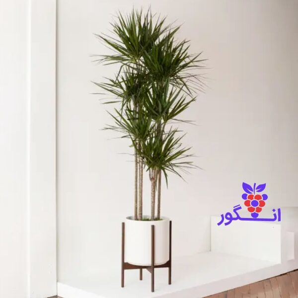 گیاه دراسنا پرچمی- گلدان سفید- خرید و فروش آنلاین گیاه آپارتمانی
