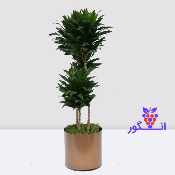 گیاه دراسنا کامپکت- 3 شاخه- خرید آنلاین گل و گیاه