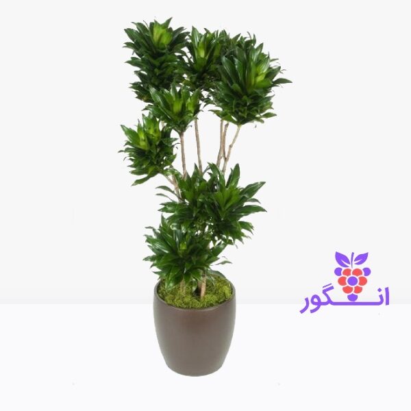گیاه دراسنا کامپکت- 8 شاخه- خرید آنلاین گل و گیاه