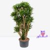 گیاه دراسنا کامپکت- پرشاخه- خرید آنلاین گل