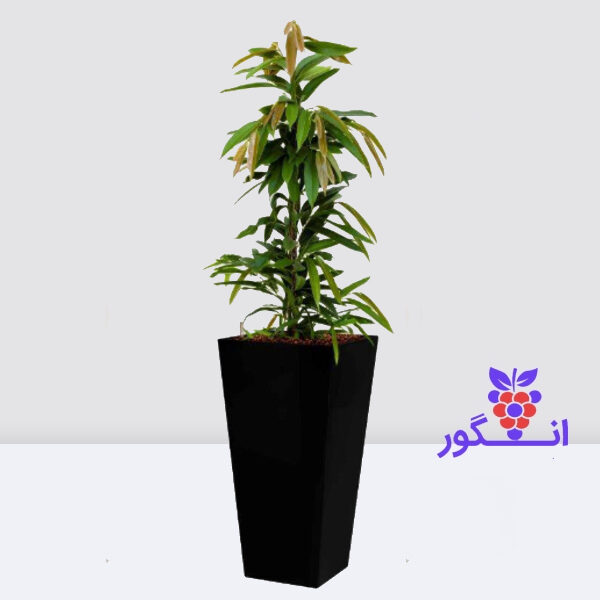 گیاه فیکوس آمستل- گیاه آپارتمانی- خرید آنلاین گل و گیاه