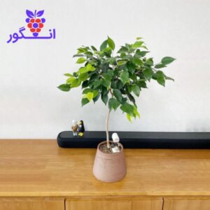 گیاه فیکوس بنجامین- گلدان رومیزی- سفارش آنلاین گل