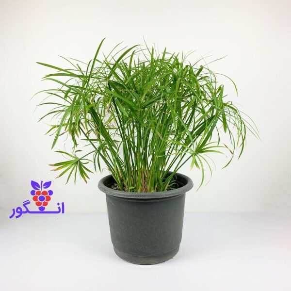 گیاه نخل مرداب- خرید آنلاین گل- سفارش آنلاین گل و گیاه