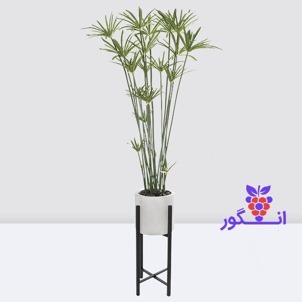 گیاه نخل مرداب- سایز بزرگ- سفارش آنلاین گل