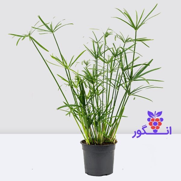 گیاه نخل مرداب- سایز متوسط- گلفروشی آنلاین
