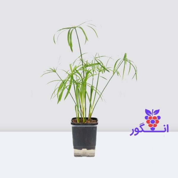 گیاه نخل مرداب- سفارش آنلاین گل- گیاه آپارتمانی