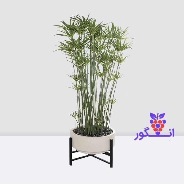 گیاه نخل مرداب- گلدان سفید- خرید آنلاین گل آپارتمانی