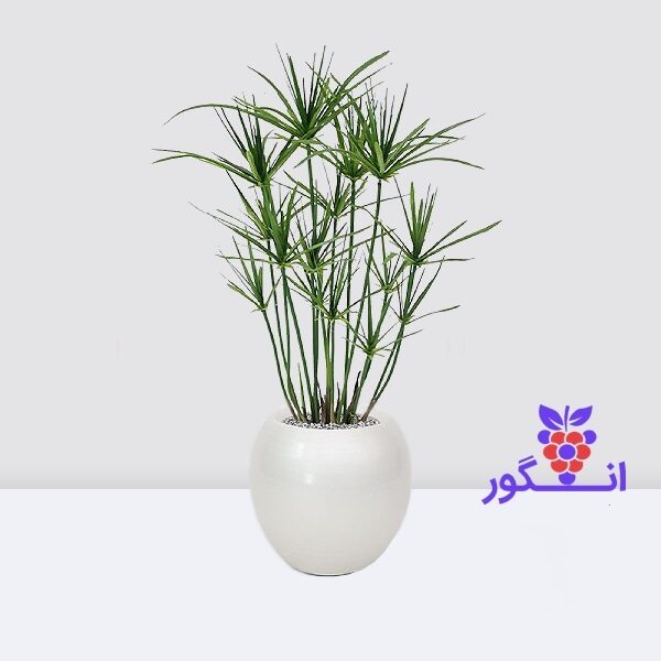 گیاه نخل مرداب- گلدان سفید- سفارش از بازار گل