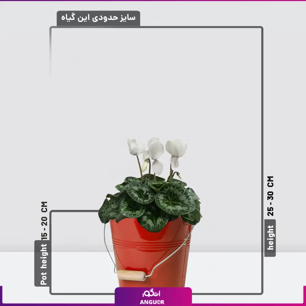 گلدان زیبا از سیکلامن سفید برای عید نوروز و فصل بهار - خرید گل آپارتمانی گلدار