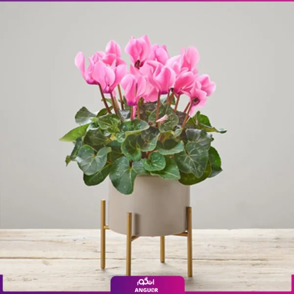 سفارش سیکلامن صورتی با گلدان پلیمری - خرید گل بهار