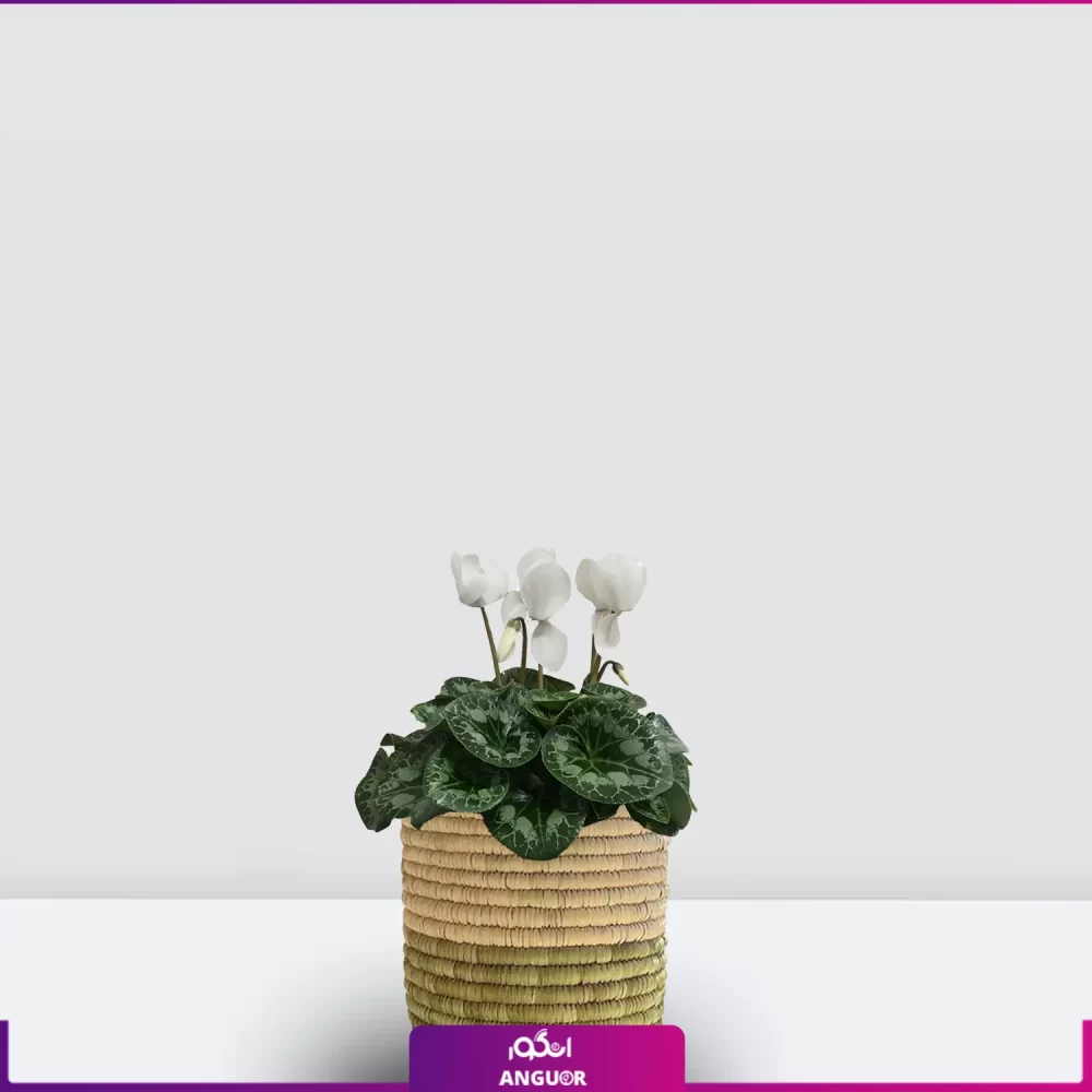 خرید گل عید سیکلامن- گل سیکلامن- گل بهاری- سیکلامن به همراه گلدان حصیری