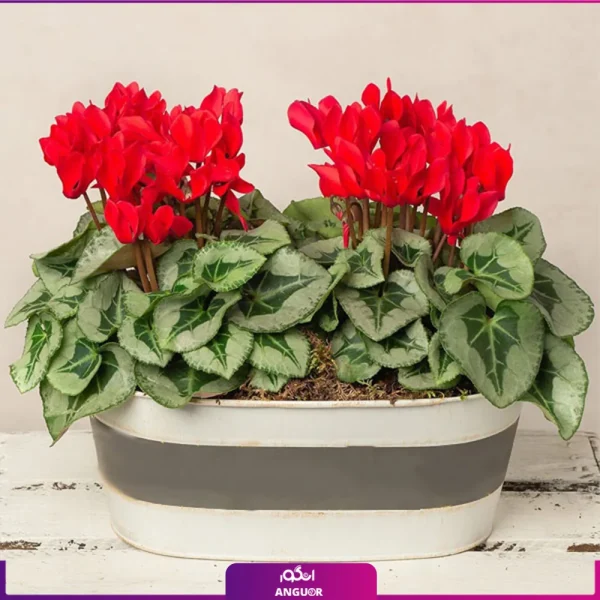 خرید گلدان سیکلامن قرمز برای عید نوروز - خرید گل بهار و هفت سین - گلفروشی آنلاین
