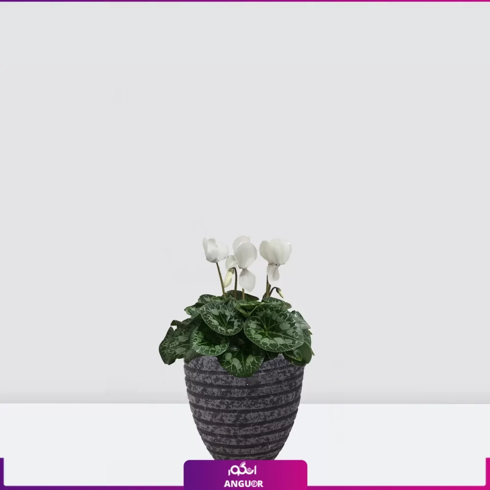 سیکلامن سفید- خرید گل عید-سیکلامن به همراه گلدان سفالی