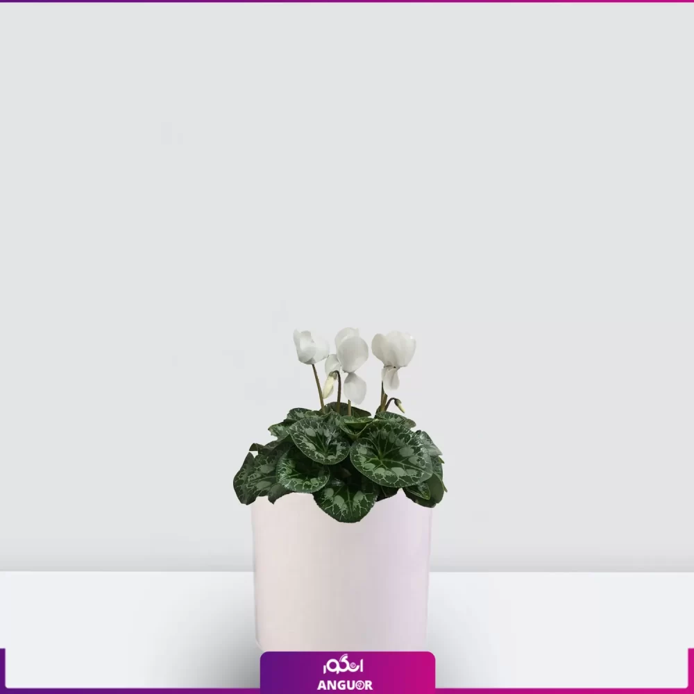 گل سیکلامن سفید- خرید گل عید-سیکلامن سفی به همراه گلدان سرامیکی