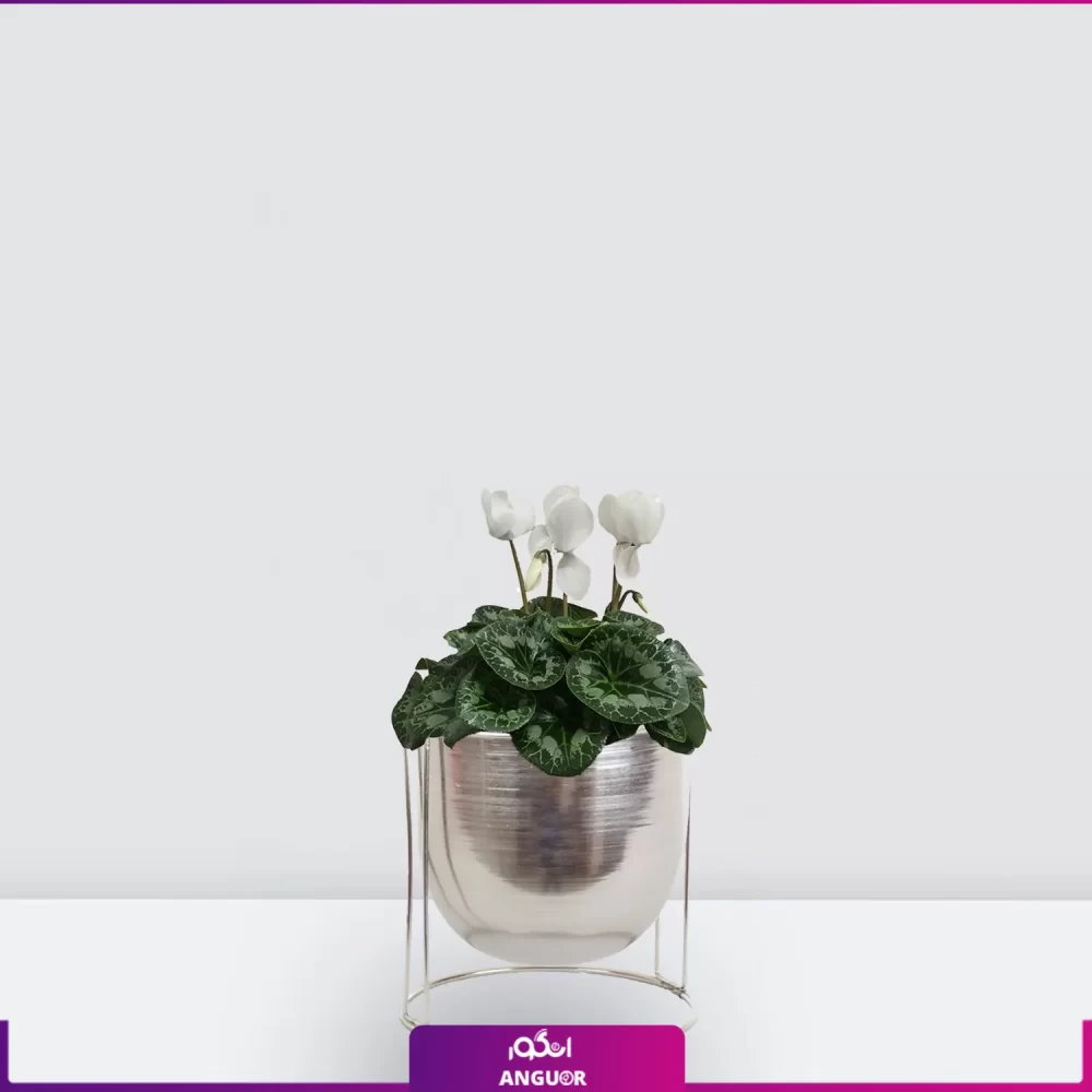 سیکلامن سفید-خری گل عید- سیکلامن سفید به همراه گلدان فلزی پایه گرد