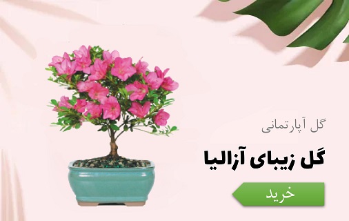 خرید آزالیا برای بهار - عید نوروز- هفت سین