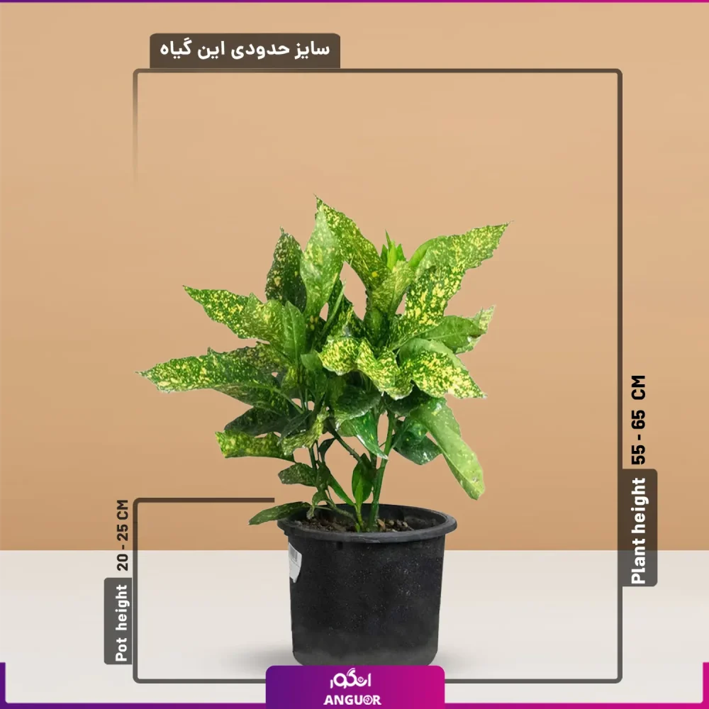 گیاه آپارتمانی آکوبا سایز کوچک (شمشاد ژاپنی)