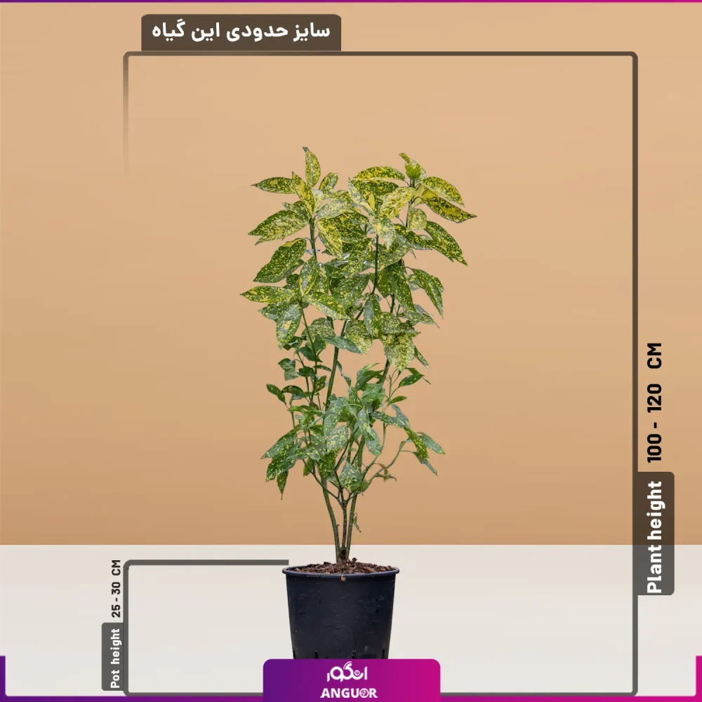 خرید گل آکوبا شمشاد ژاپنی سایز بزرگ