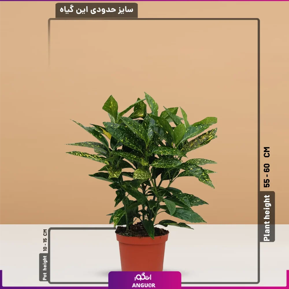 گلدان هدیه آکوبا - Image 2