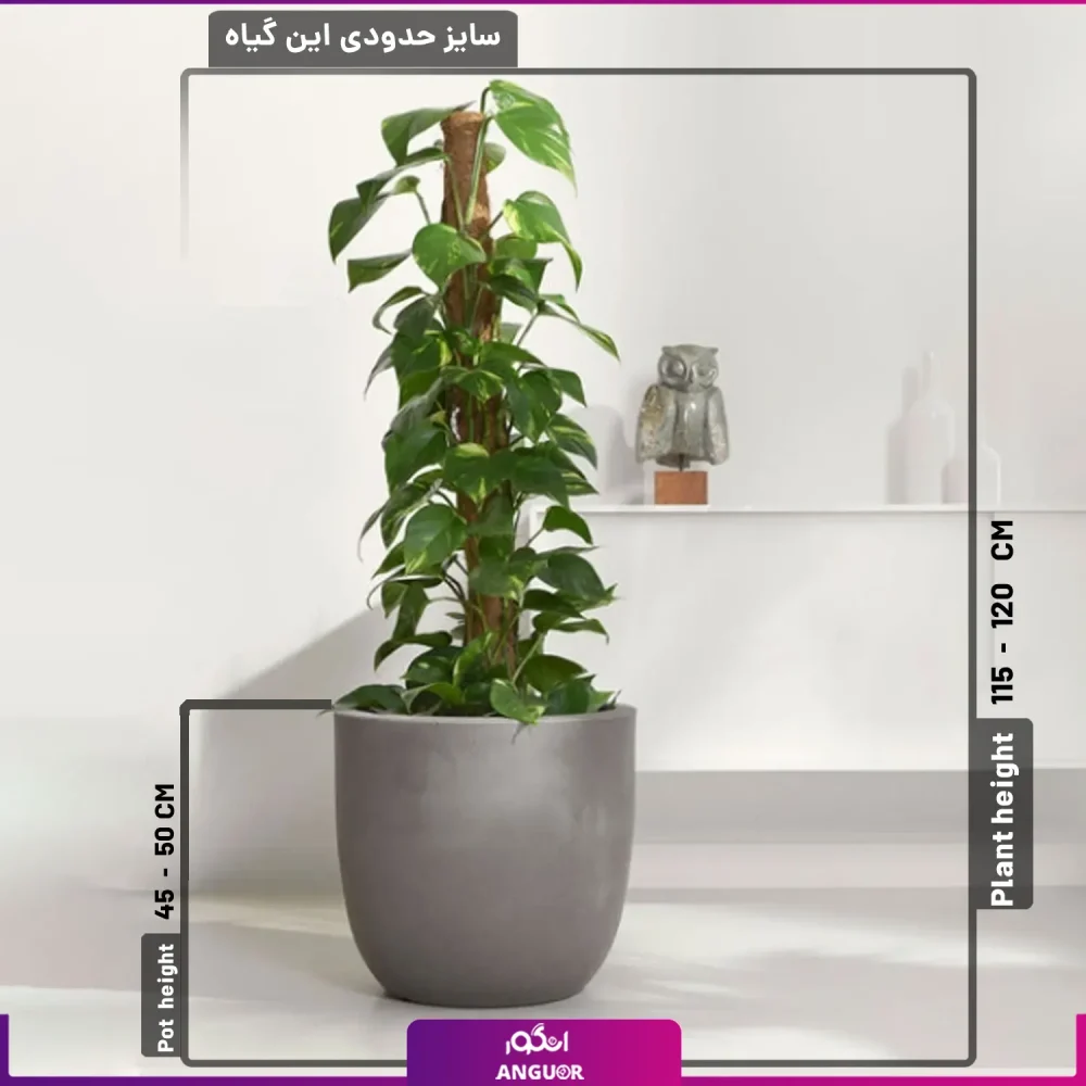 خرید و سفارش پتوس - سفارش آنلاین گل - پتوس قیم دار