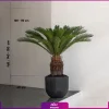خرید نخل سیکاس برای امروز - سفارش آنلاین گل و گیاه آپارتمانی