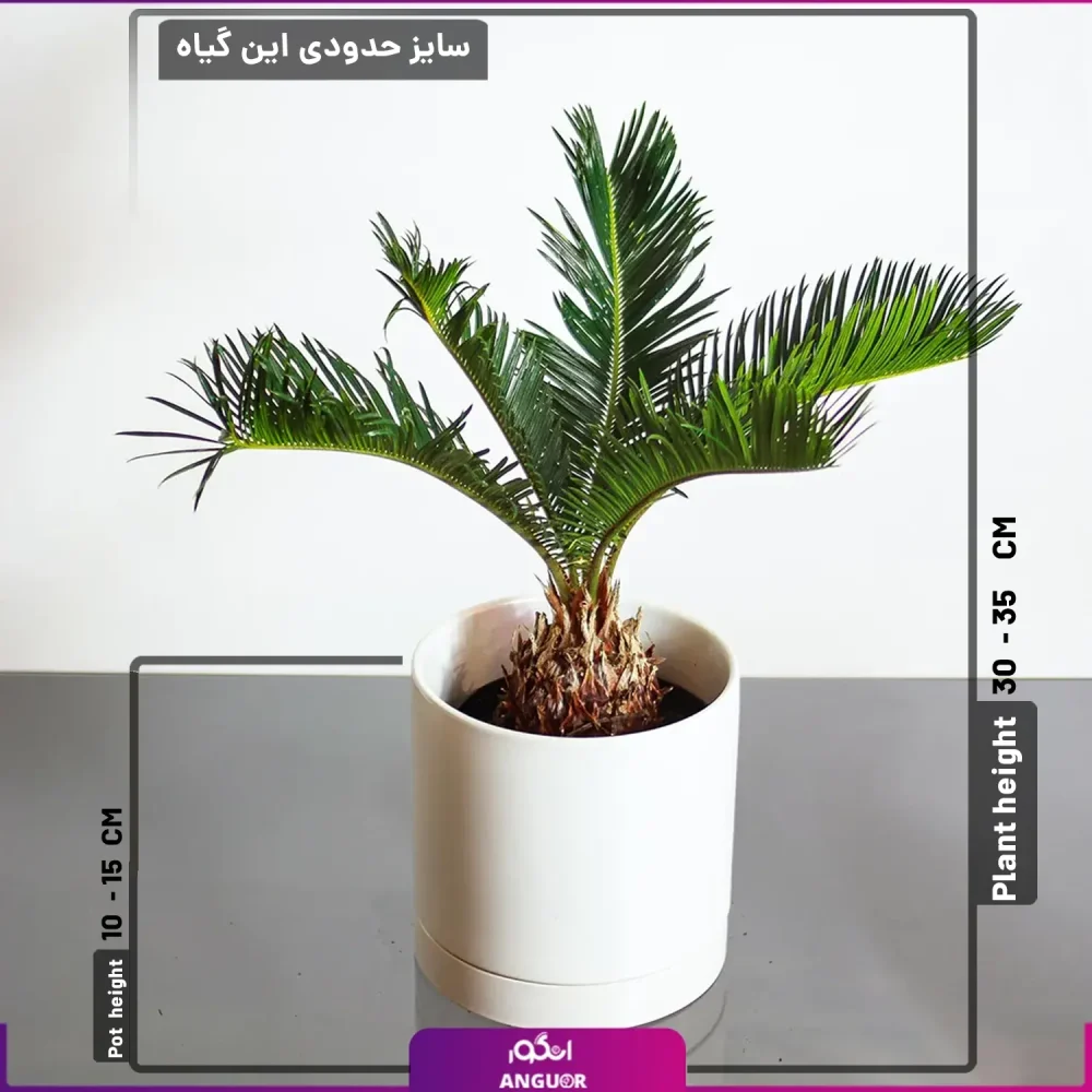 گل سیکاس - سفارش آنلاین گل - سیکاس به همراه سایزبندی