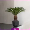 خرید نخل سیکاس برای امروز - سفارش آنلاین گل و گیاه آپارتمانی