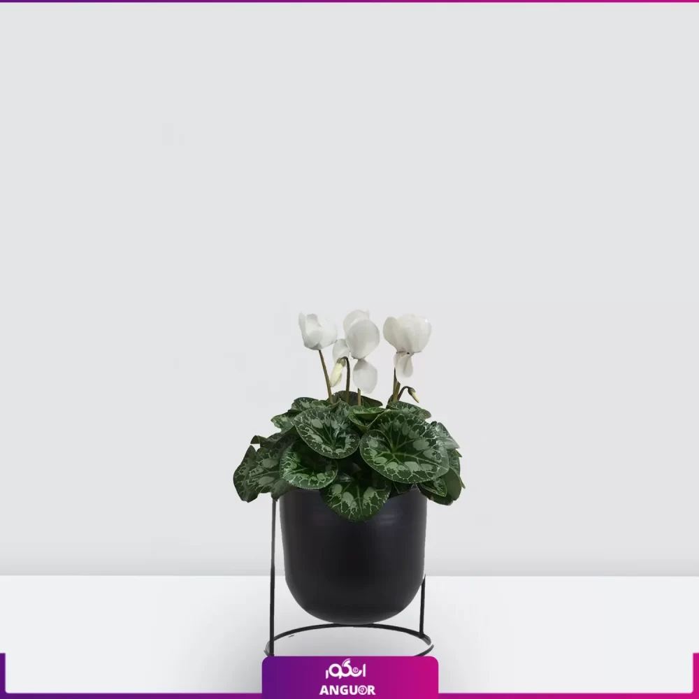 سیکلامن سفید- خرید گل عید-سیکلامن به همراه گلدان فلزی