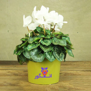 گلدان زیبا از سیکلامن سفید برای عید نوروز و فصل بهار - خرید گل آپارتمانی گلدار