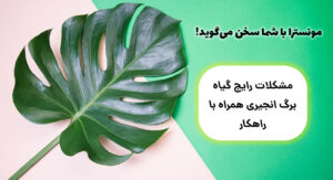 گل فروشی آنلاین | سفارش آنلاین گل - انگور