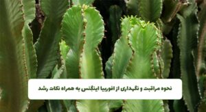 نگهداری از افوربیا اینگنس