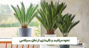 نگهداری نخل سیکاس